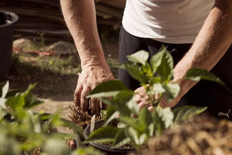 garden, working hands, dirt-5315602.jpg