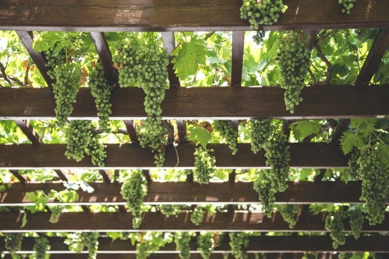 grapes, plants for pergolas