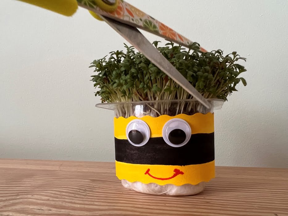 Step 5 – Harvest Your Cress!