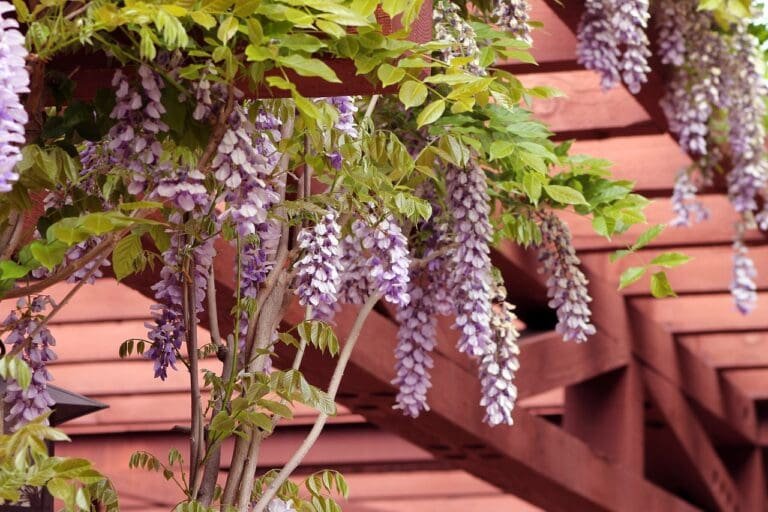 wisteria, garden, pergola-1152229.jpg