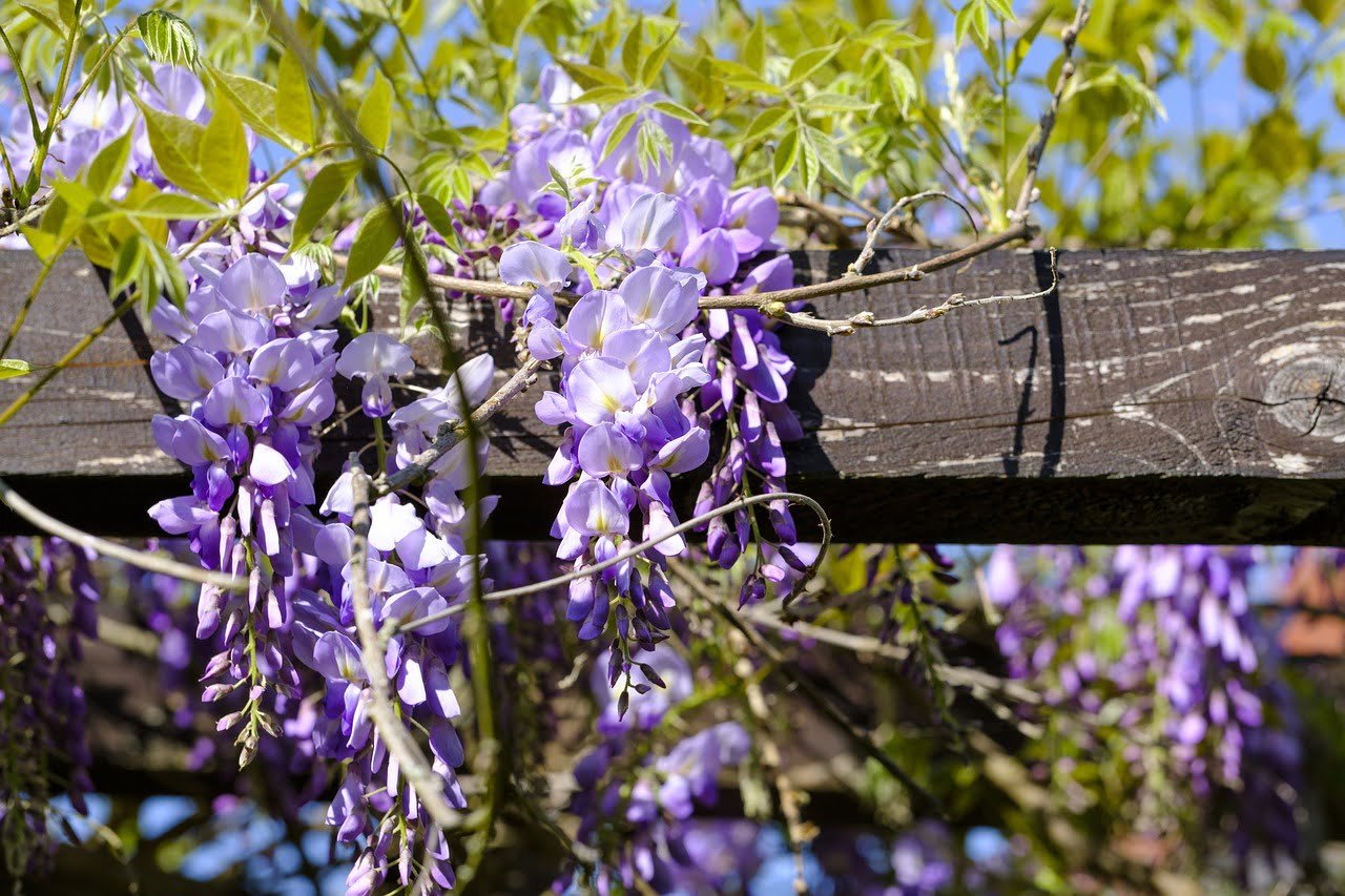 wisteria plants for pergolas