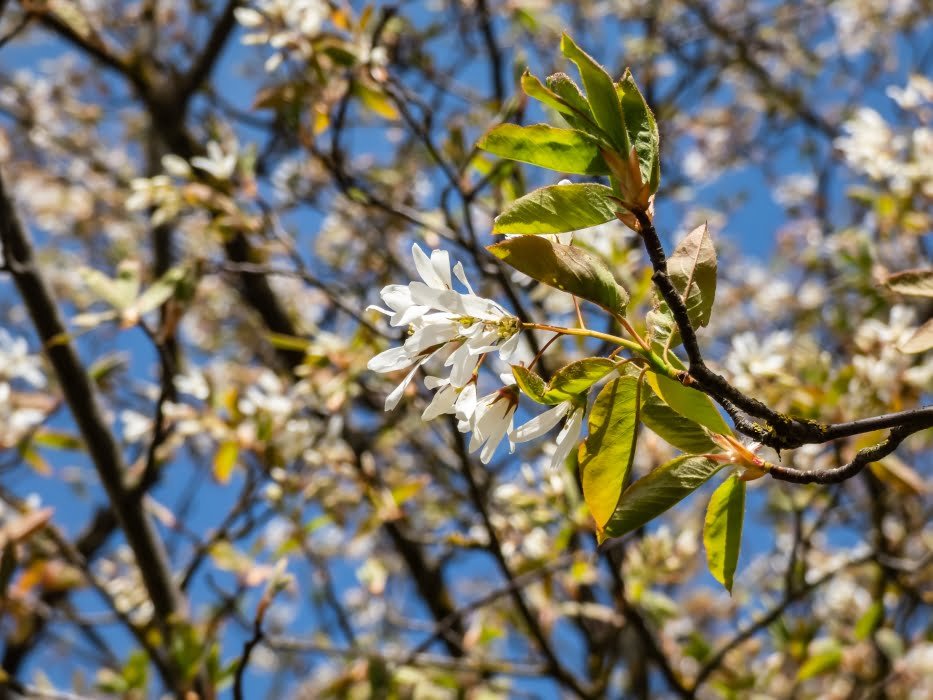 Amelanchier multi stem tree