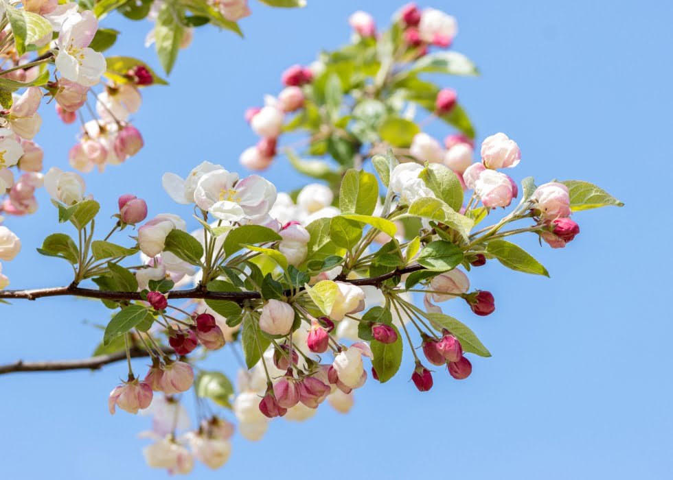 Crab apple (Malus sylvestris)