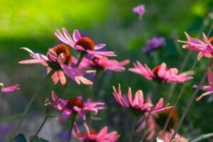 Perennial Plants for Wild Gardens