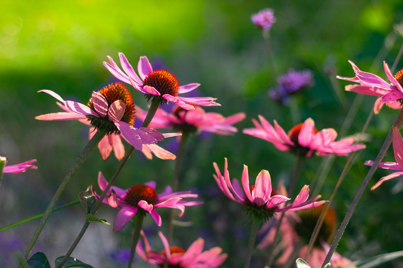 Perennial Plants for Wild Gardens