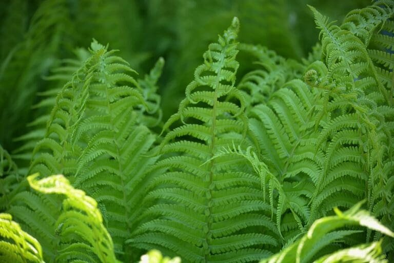 fern, sheet, grass-5204168.jpg