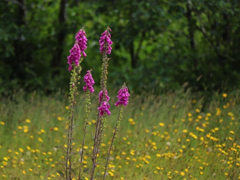 foxgloves, digitalis, flowers-7272410.jpg