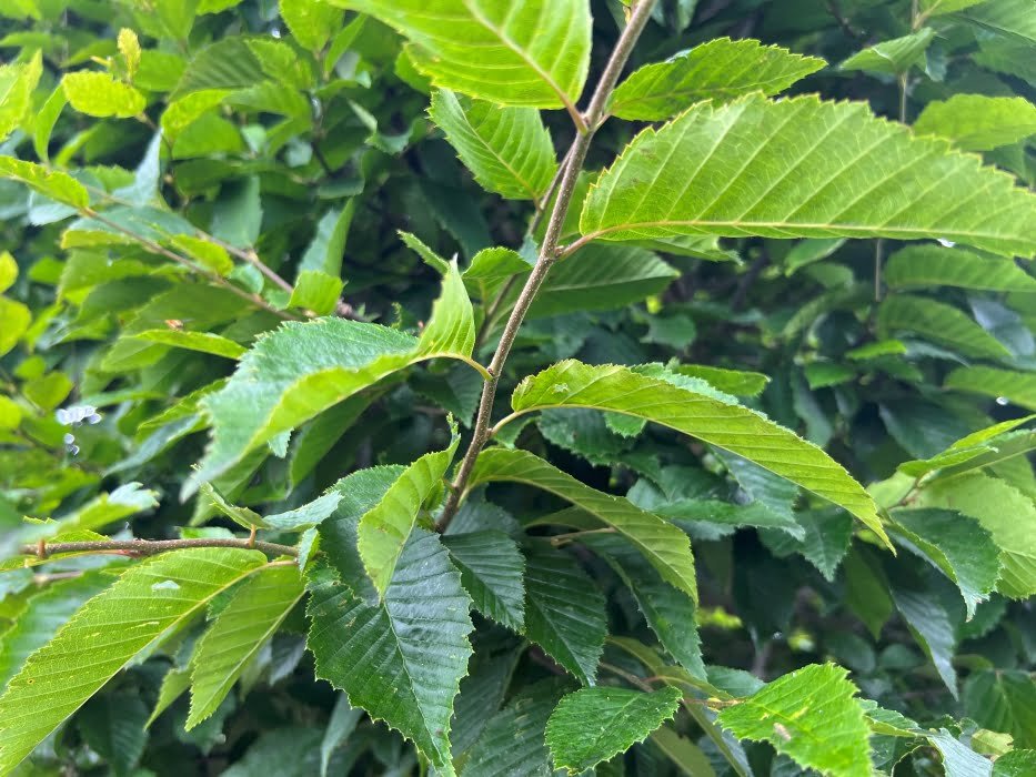 hornbeam
