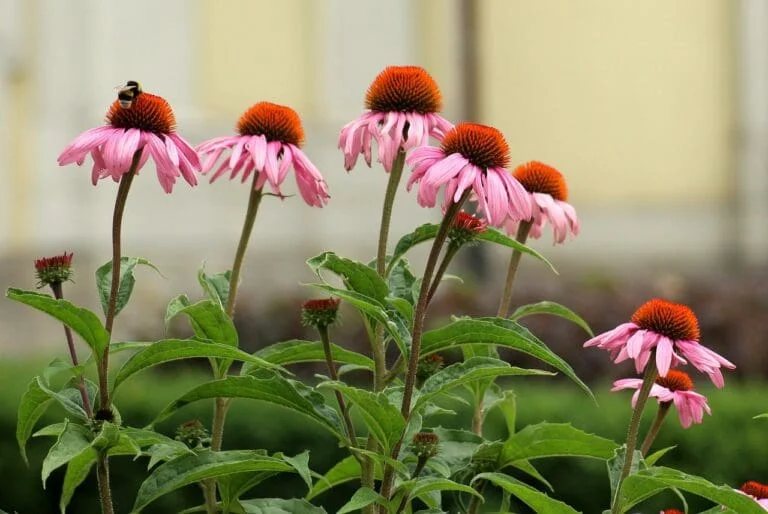 purple coneflower, flowers, pink-4365379.jpg