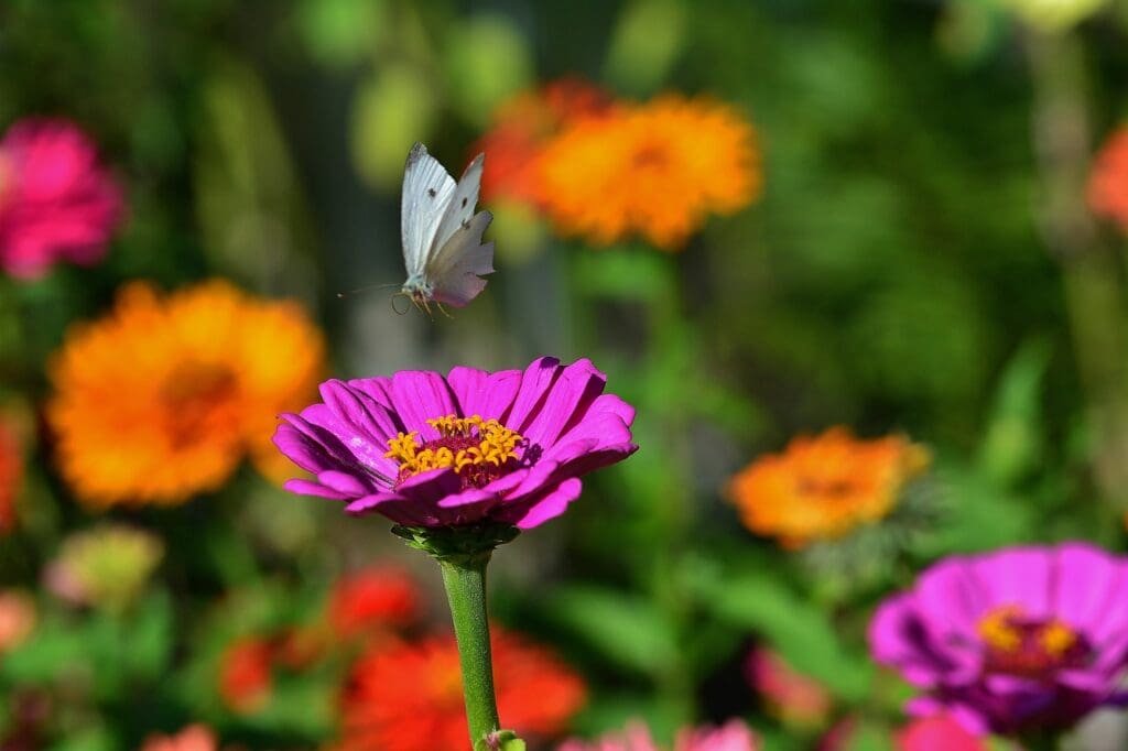 annual plants for wild gardens