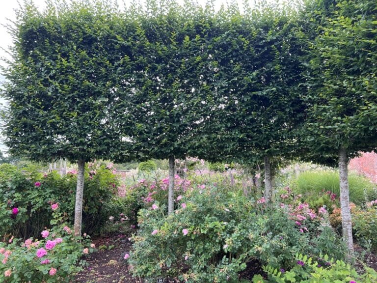 Pleached Trees: A Guide for Creating Privacy in Your Outdoor Space