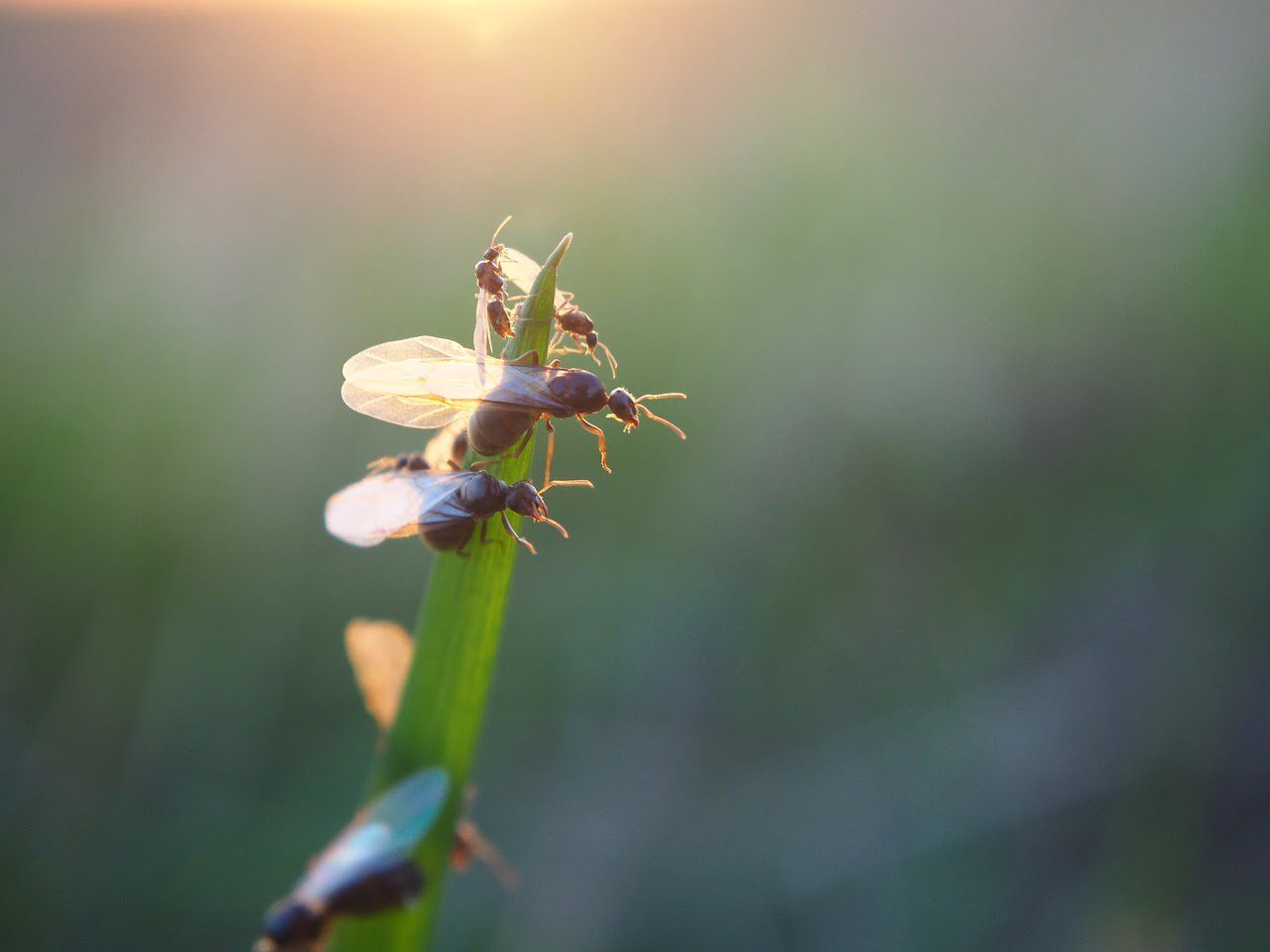 Sky Full Of Ants What Is Flying Ant Day And Why Does It Happen? Wild