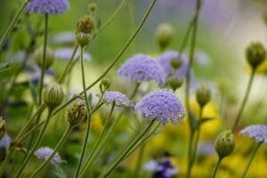 blue flowers, garden, trachymene-7431881.jpg