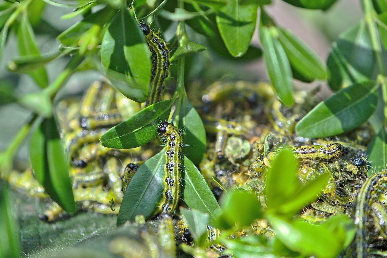 caterpillar, worm, boxwood borer-5458106.jpg