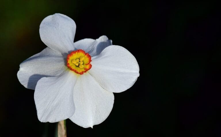 daffodil, white, blossom-3334634.jpg