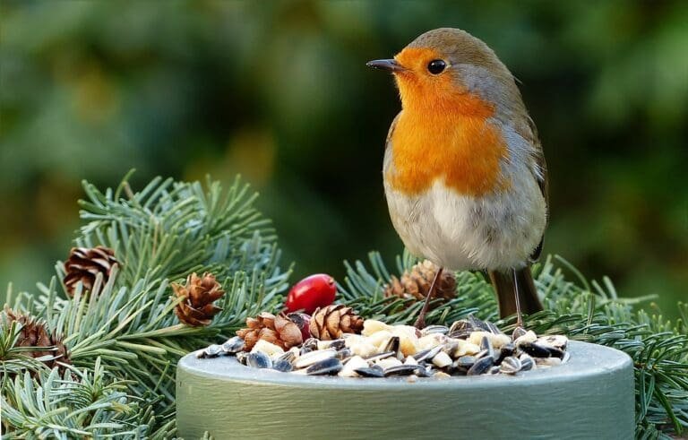 european robin, animal, bird-6049655.jpg