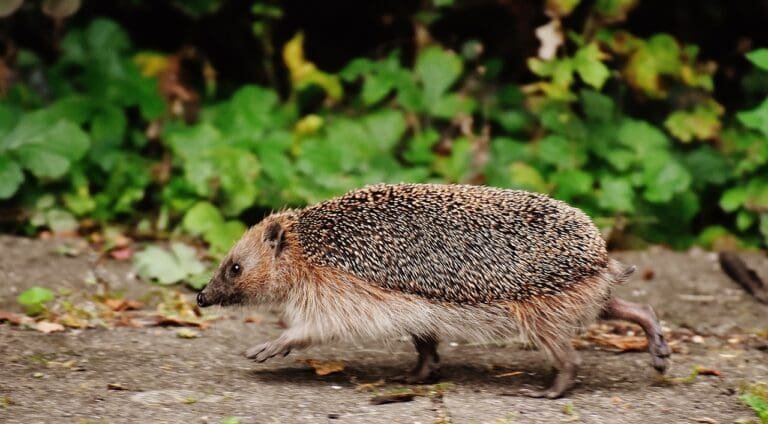 hedgehog, running, run-1644129.jpg