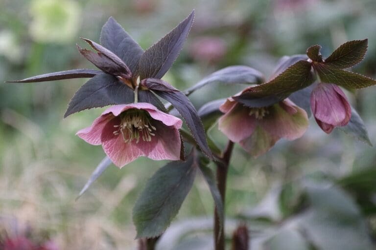 hellebore, flower background, flowers-6854660.jpg