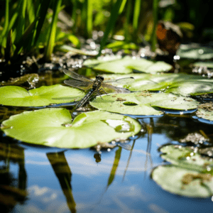 how to attract dragonflies