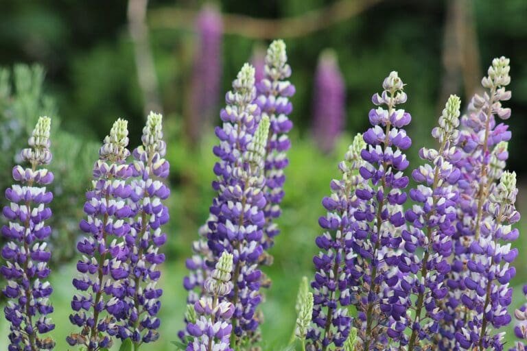 lupine, flowers, plants-6355686.jpg