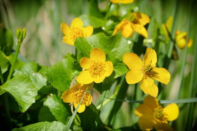 marsh marigold, flower, swamp-4182457.jpg