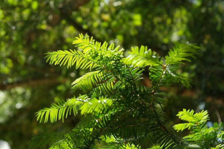 needles, yew, needle branch-141615.jpg