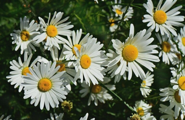 ox-eye daisy, flower, beautiful flowers-5266376.jpg