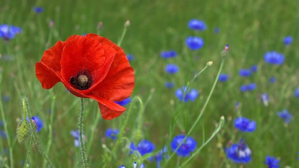 How to grow poppies - Flanders field poppy