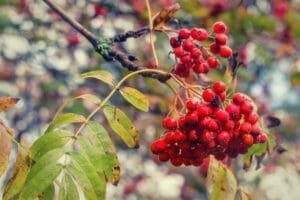 rowan tree