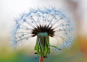 seed head, dandelion, silhouette-1693692.jpg