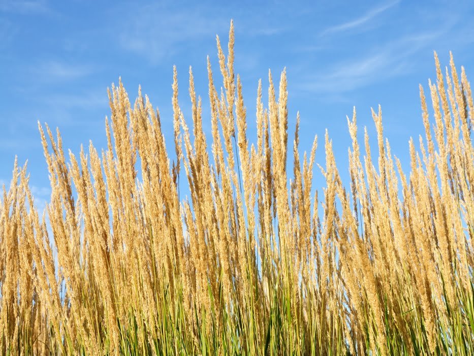 Calamagrostis, Ornamental Grasses