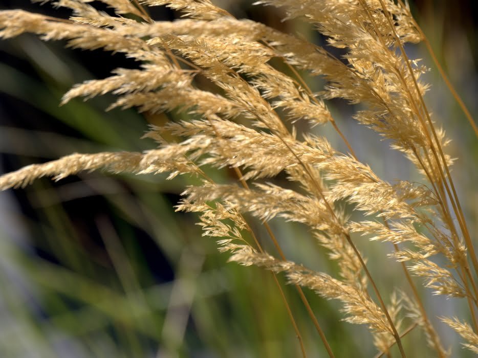 Calamagrostis 'Karl Foerster'