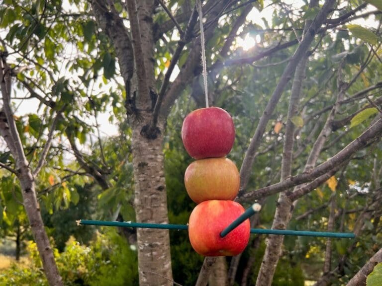 apple bird feeder