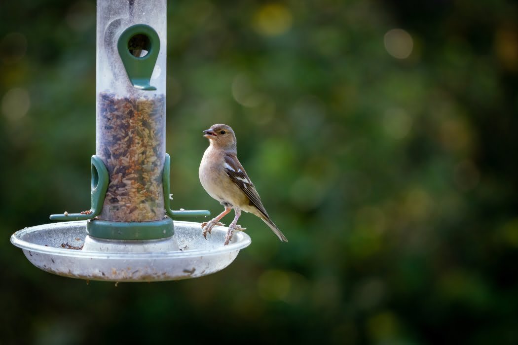 Where To Put Your Birdfeeder