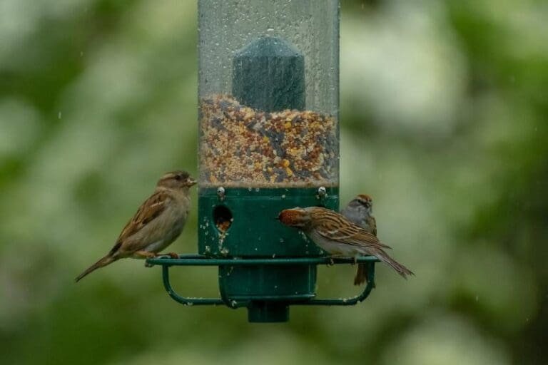 How To Attract Birds To Your Garden – Wild Garden Expert