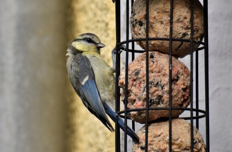 keep birdfeeders clean