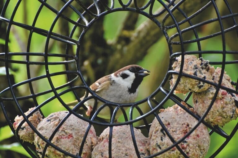 Learn How To Clean A Bird Feeder