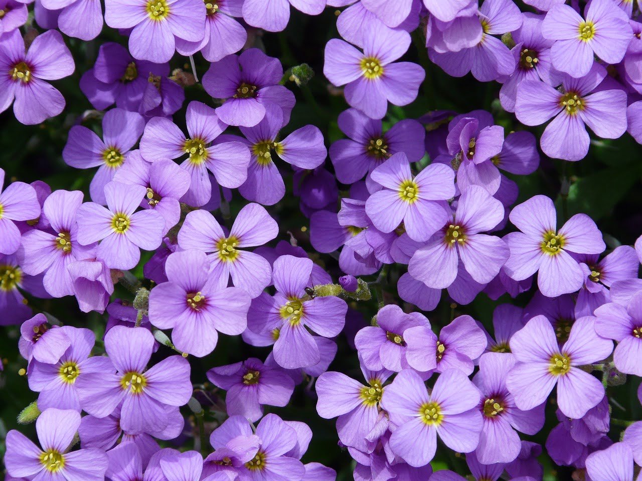 blue pillow, flower background, aubrieta-52188.jpg