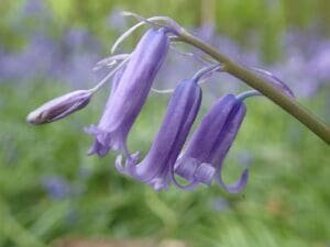 bluebell, flower background, flower wallpaper-2421397.jpg