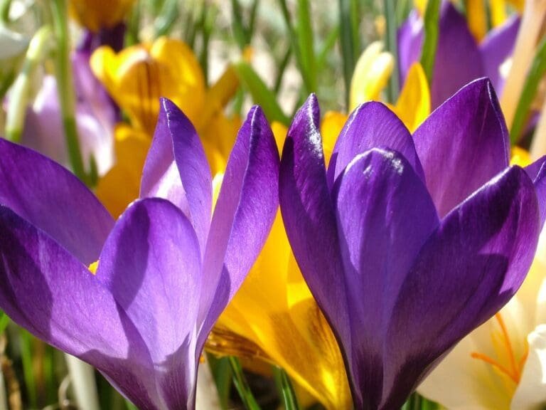 crocuses Spring Bulbs