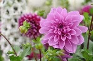 how to grow dahlias