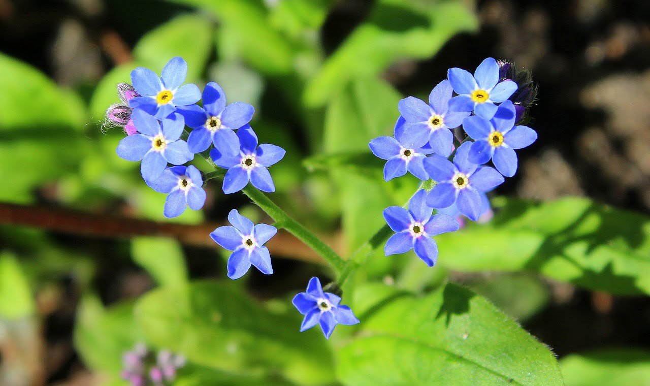 forget-me-not, blue flowers, flower wallpaper-3334021.jpg