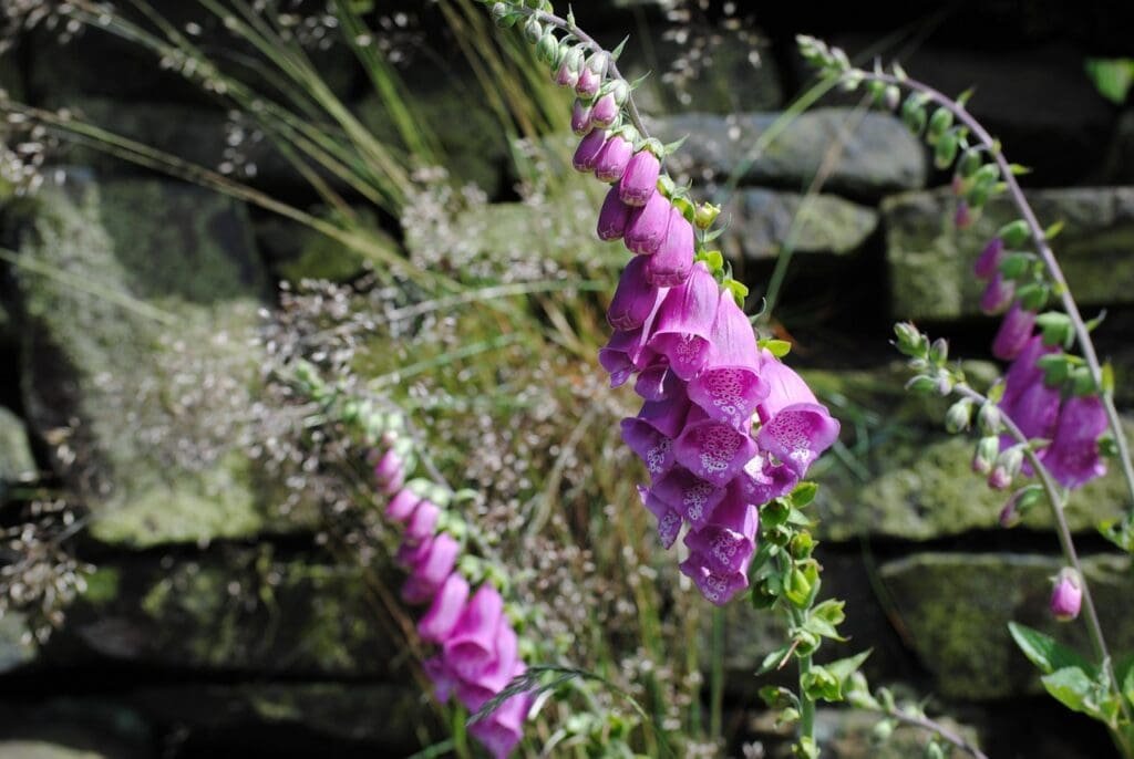 foxglove, flower, plant-652592.jpg