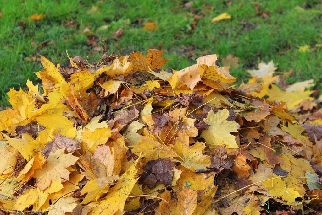 Different Mulch - Leaf Mold