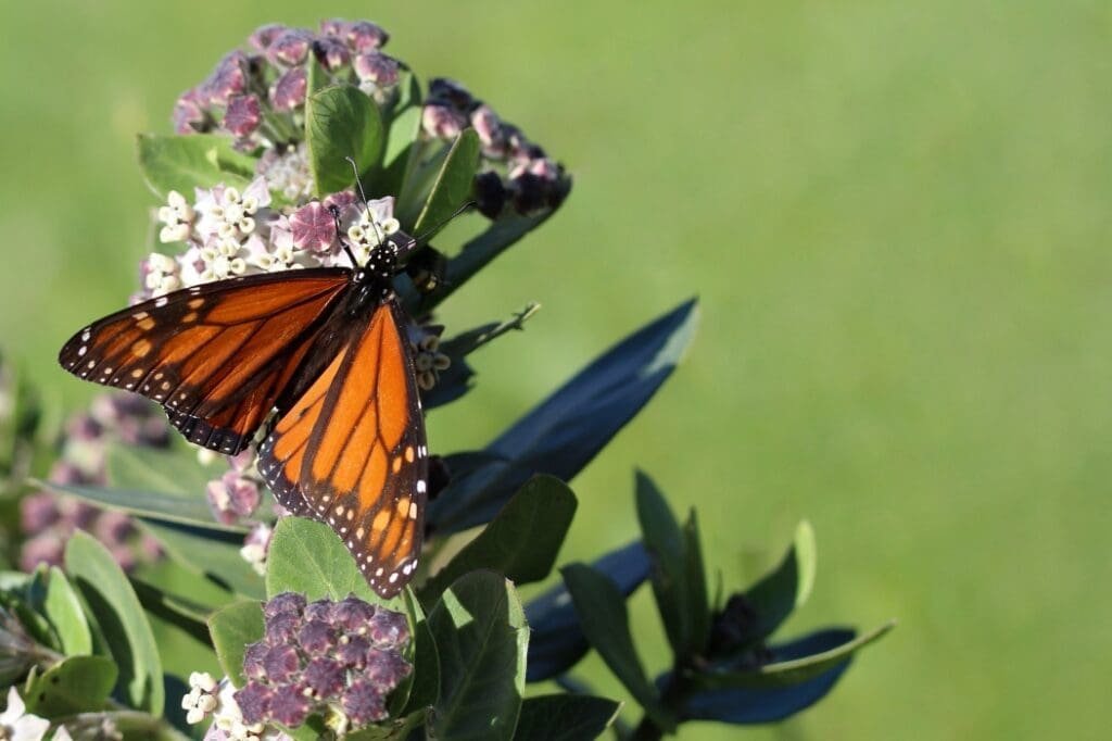 milkweed for butterflies