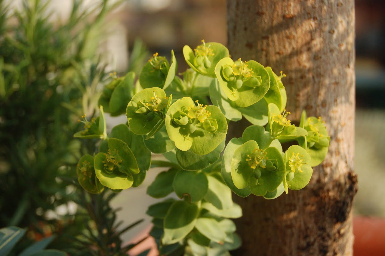 nature, euphorbia, spring-3299194.jpg