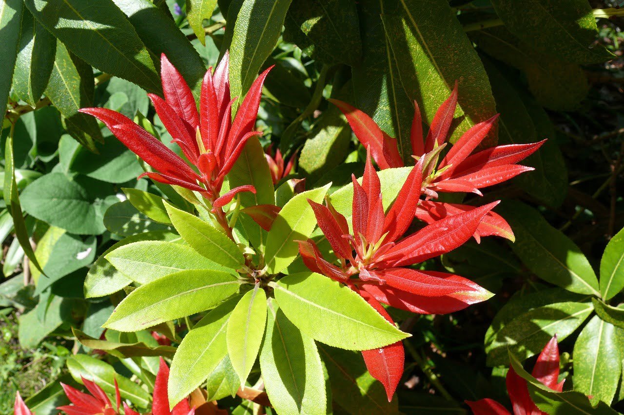 best plants for April - pieris