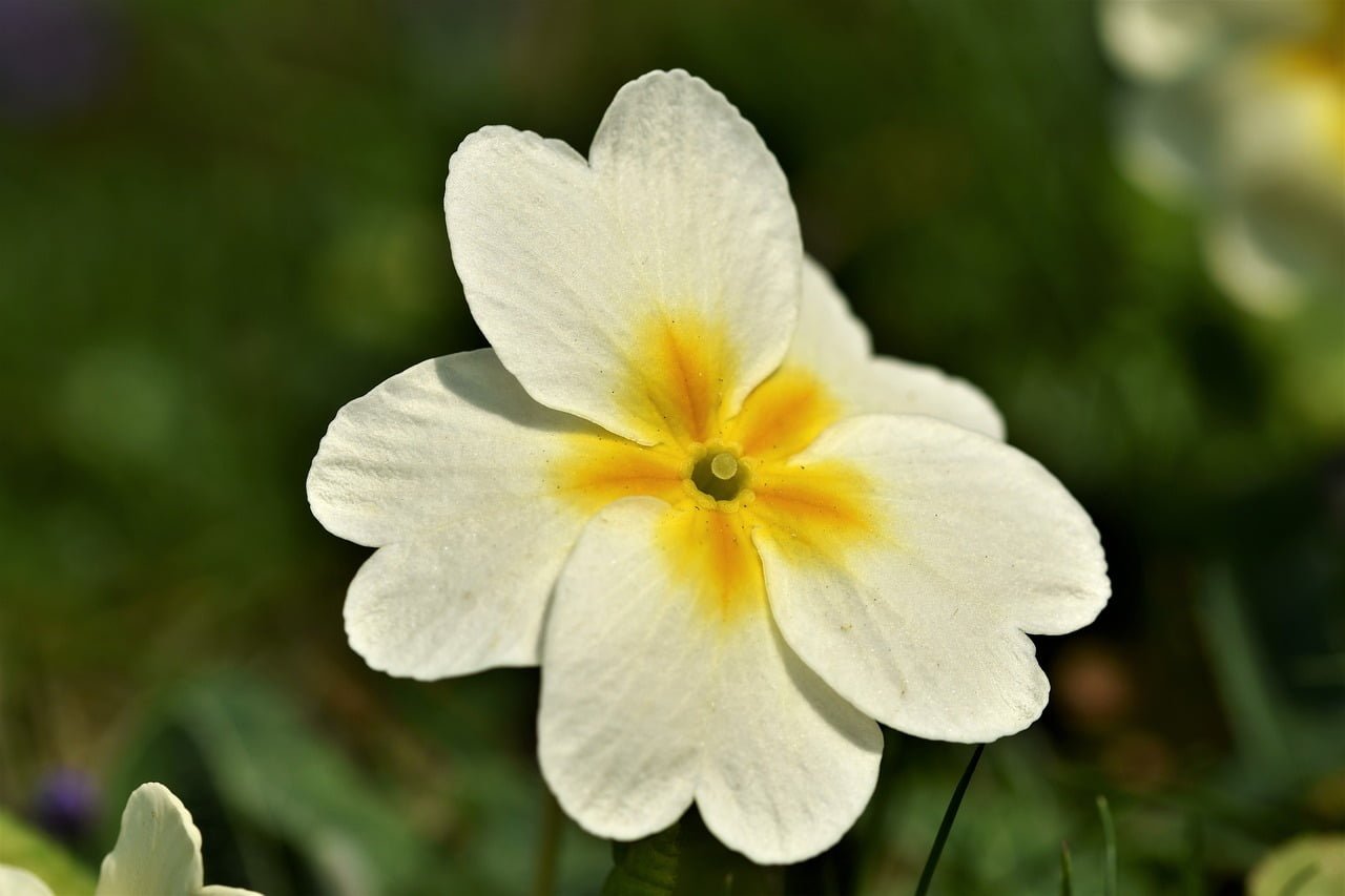 primrose, blossom, bloom-4126411.jpg