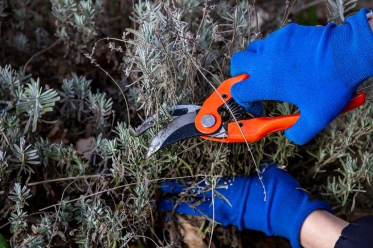 When to Prune Lavender in the UK