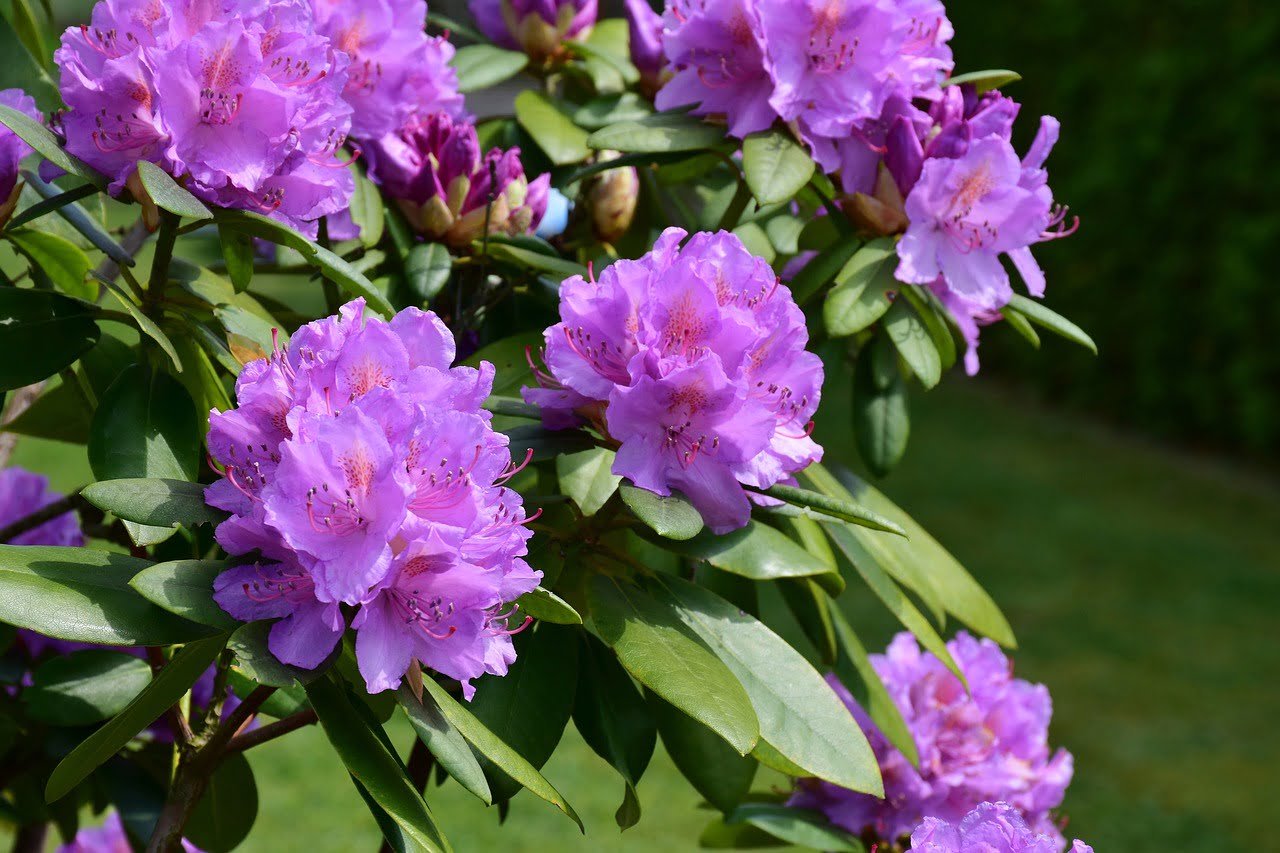 rhododendron, hd wallpaper, desktop wallpaper-3411826.jpg